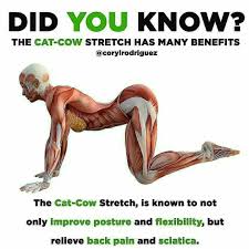 Kshamica Md On Instagram The Cat Cow Pose Yoga Did You Know The Benefits Follow Kshamicamd Yoga Benefits Easy Yoga Workouts Yoga Fitness