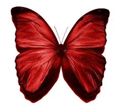 Butterfly Red Butterfly Beautiful Butterflies Butterfly