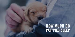 Puppies are only able to eat fairly small amounts of food at a time, therefore they become hungry more often, and should be fed accordingly.puppies can. How Much Do Puppies Sleep Age Schedule Health Benefits