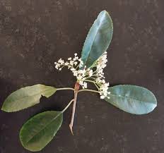 Image result for Mystroxylon aethiopicum