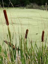 Image result for Typha