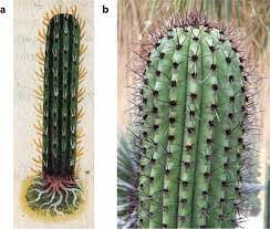 'cactus king' is generically plotted and has little surprising in content and conflict. Phytomorph Identification Of The Codex Cruz Badianus Springerlink
