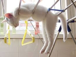 Nappin Silly Animals Kedi Sevimli Kediler Ve Komik Hayvan Fotograflari