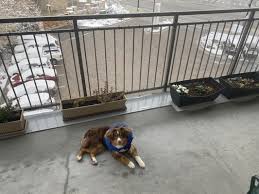 We provide comprehensive veterinary services for a wide range of pets including dogs, cats, ferrets, rabbits. Habitat Veterinary Hospital 17 Photos 44 Reviews Veterinarians 3082 S Bown Way Boise Id Phone Number