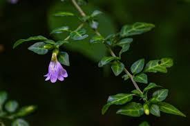 Image result for Sclerochiton