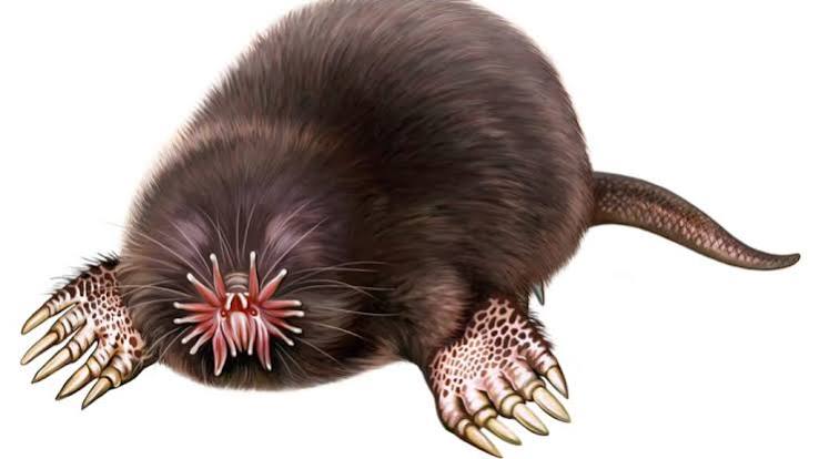 The 7 Mole Species of the USA: Identify Yours by Region