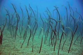 Garden Eels They Look Like Blades Of Grass But When You Get Close They Slink Back Down Into The Sand For Protec Wild Animals Photos Ocean Life Farne Islands