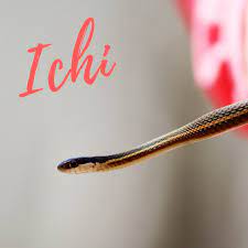 250 Funny Cool Cute And Badass Pet Snake Names Pethelpful