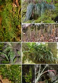 Image result for Polyphlebium