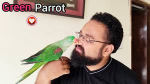 My green Parrot ! new pigeons AA rahy hai