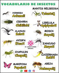 Pin De Aidan En Aztec Palabras En Nahuatl Palabras En Maya Lengua De Senas Mexicana