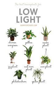 Low Light Houseplants Plants Hanging Plants Indoor Houseplants Low Light