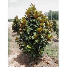 Image result for Pupalia grandiflora