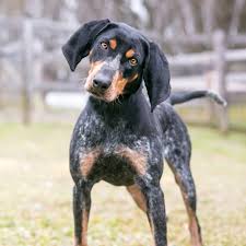 Bluetick coonhound information including personality, history, grooming, pictures, videos, and the akc breed standard. Bluetick Coonhound Grooming Bathing And Care Espree