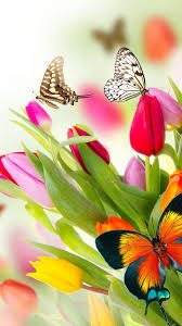 Download in under 30 seconds. Wallpaper Butterfly Flowers Tulips 4k Nature 14993