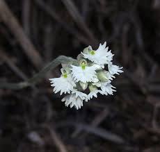 Image result for Cheirostylis lepida