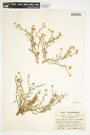 Image result for Litogyne gariepina