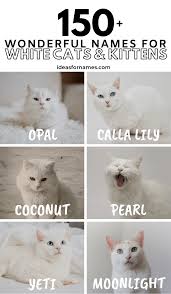150 Wonderful Names For White Cats And Kittens Girl Cat Names Cute Cat Names Cats And Kittens