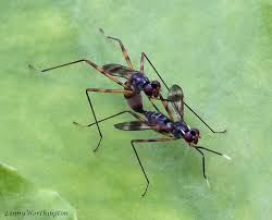 Image result for Inhambanella