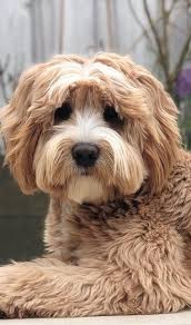 Powered by the pet lovers at. Cute Labradoodles In 2020 Labradoodle Cute Dogs Cute Dogs And Puppies