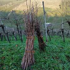 Image result for graft grape vines