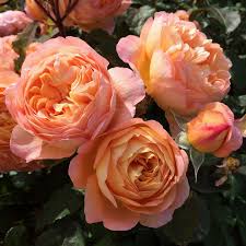 Rosa Lady Emma Hamilton Cluster In 2020 Rose English Roses David Austin Roses