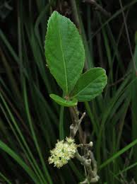 Image result for Homalium dentatum