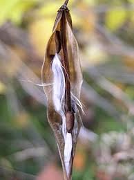 Image result for Vincetoxicum stenolobum