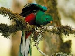 November Bird Of The Month The Multicolored Quetzal Is Among The 850 Bird Species Found In Costa Rica And Can Be Spotted Throughout The Month Of November Bird Species Bird Watching Bird