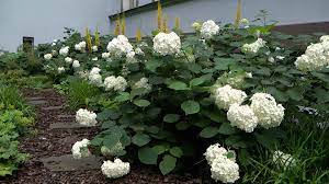 Ebenfalls produzieren wir dort kleingehölze und heckenpflanzen. Bluhende Geholze Fur Den Schatten Gartennatur Com