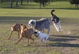 Nov 19, 2019 · tips for making puppy chow (muddy buddies) there are so many recipes for puppy chow, but i promise you, my recipe is the best, because of these tips and tricks. Killer Dogs Predation And Predatory Aggression In Pets Dr Sophia Yin