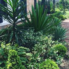 Garden Revisited Structural Plants Taking Shape Plants Garden Taking Shape