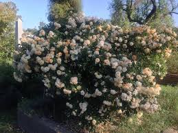 Grow buff beauty as a short climber or shrub. Photo Of The Entire Plant Of Rose Rosa Buff Beauty Posted By Hamiltonsquare Garden Org