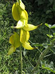 Image result for Crotalaria laburnifolia