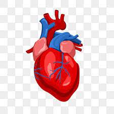Red Heart Valentine Human Body Organ Png Transparent Clipart Image And Psd File For Free Download Valentine Clipart Valentines Day Border Valentines Day Background