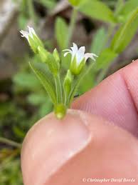 Image result for Cerastium indicum