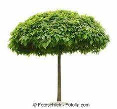 Kugel Trompetenbaum Pflege Standort Und Schneiden Hausgarten Net Mit Bildern Trompetenbaum Schneiden Bepflanzung Trompetenbaum