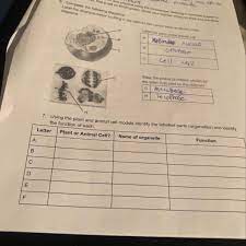 We did not find results for: Using The Plant Sell And Animal Cell Models Identify The Labelled Parts And Identify The Function Of Brainly Com