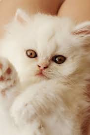 Pet S We Love May 2015 Persian Cat Cat Facts Cats