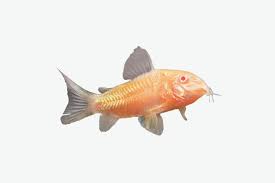 Shop beauty, electronics, fashion, home, and more. Everything You Need To Build Your Own 80s Aquarium The Strategist