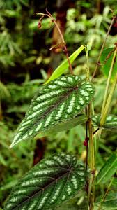 Image result for Cissus crusei