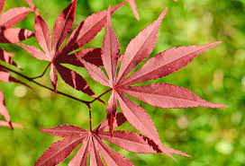 Check spelling or type a new query. Acer Palmatum Atropurpureum Japanese Maple