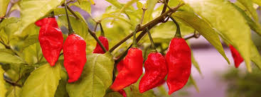 10 Hottest Chillies In The World By Scoville Scale