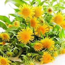 Image result for Inula glomerata