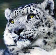 Beautiful Black And White Spotted Cat Pamela Heiser Adli Kullanicinin Animals Panosundaki Pin