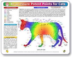 Amazon Com Kemah Acupressure Potent Points For Cats A