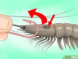 These 5 tips will almost guarantee that you'll land a lunker. How To Hook A Shrimp 13 Steps With Pictures Wikihow