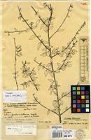 Image result for Tinnea galpinii