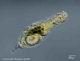 Image result for Eragrostis rotifer