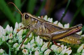 So if you want to get rid of them for your house, you need to focus on getting rid of the ones outdoors in your yard or around your home. Get Rid Of Grasshoppers The Organic Way Southeast Agnet